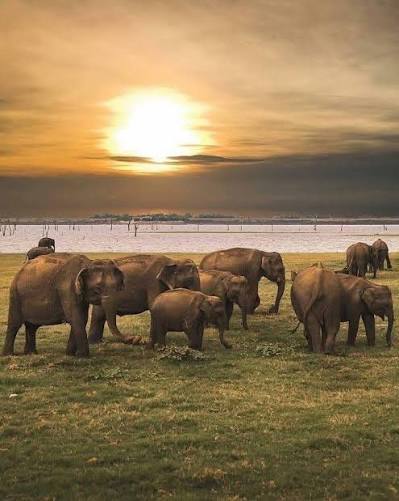 Elephants Grazing Along Kaudulla Tank