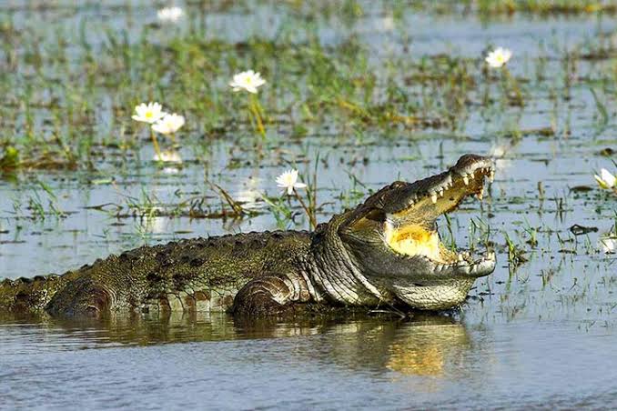 Crocodile