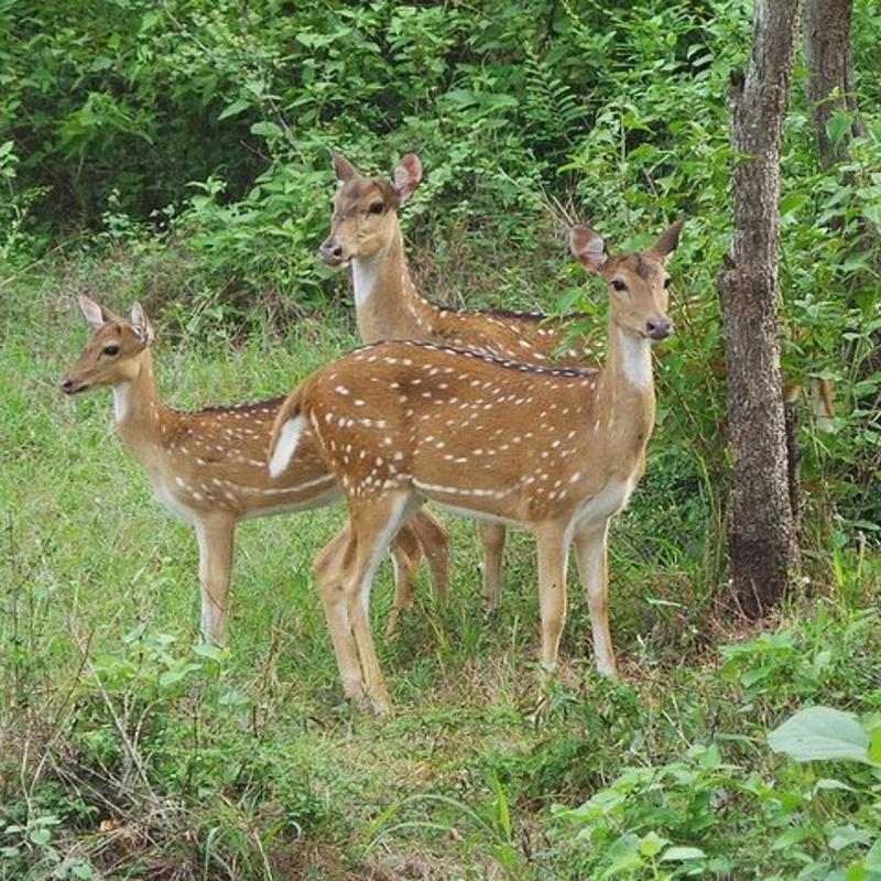 Wild Spotted Deer
