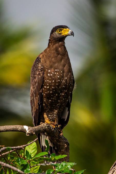 Crested Serpent Eagle