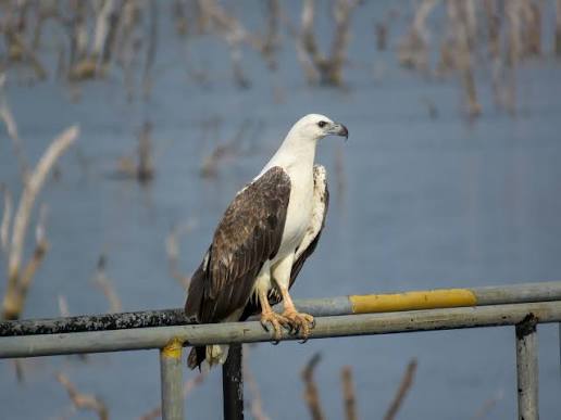 Grey-headed Fish Eagles