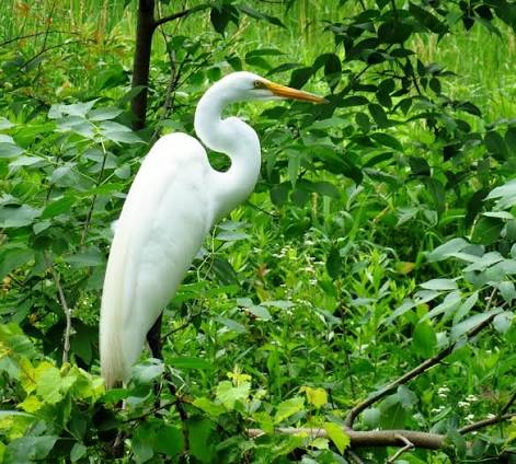 Great White Egrets