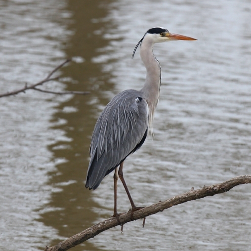 Birdlife & Wildlife