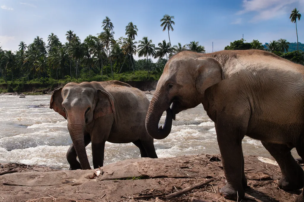 Sri Lankan tusker elephant at Minneriya National Park