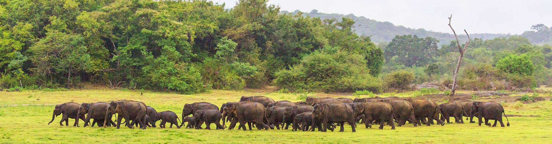 Home of the Great Elephant Gathering
