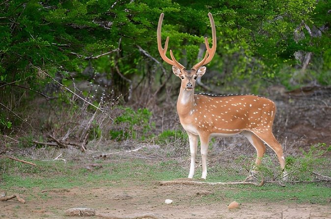 Kaudulla National Park Safari