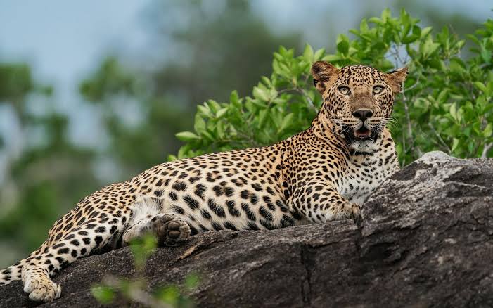 Sri Lankan Leopard