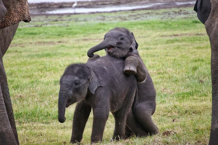Elephant Calves