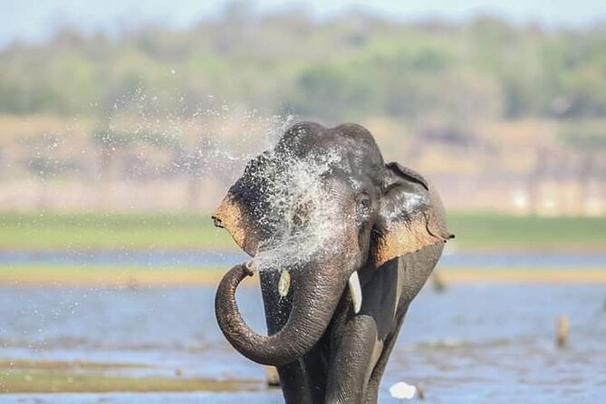 Minneriya National Park Elephant Gathering