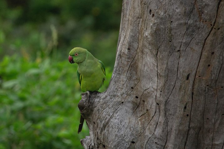 Parrots & Avian Species
