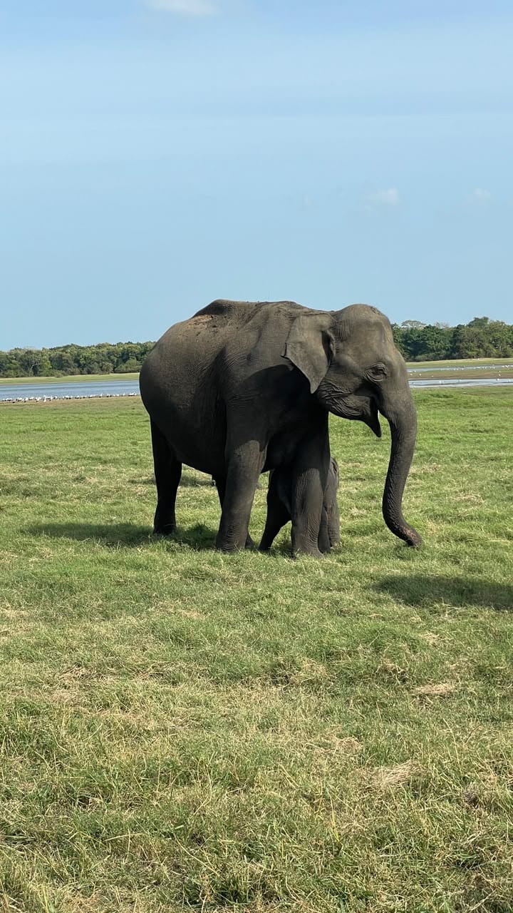 Sri Lanka Safari Experience