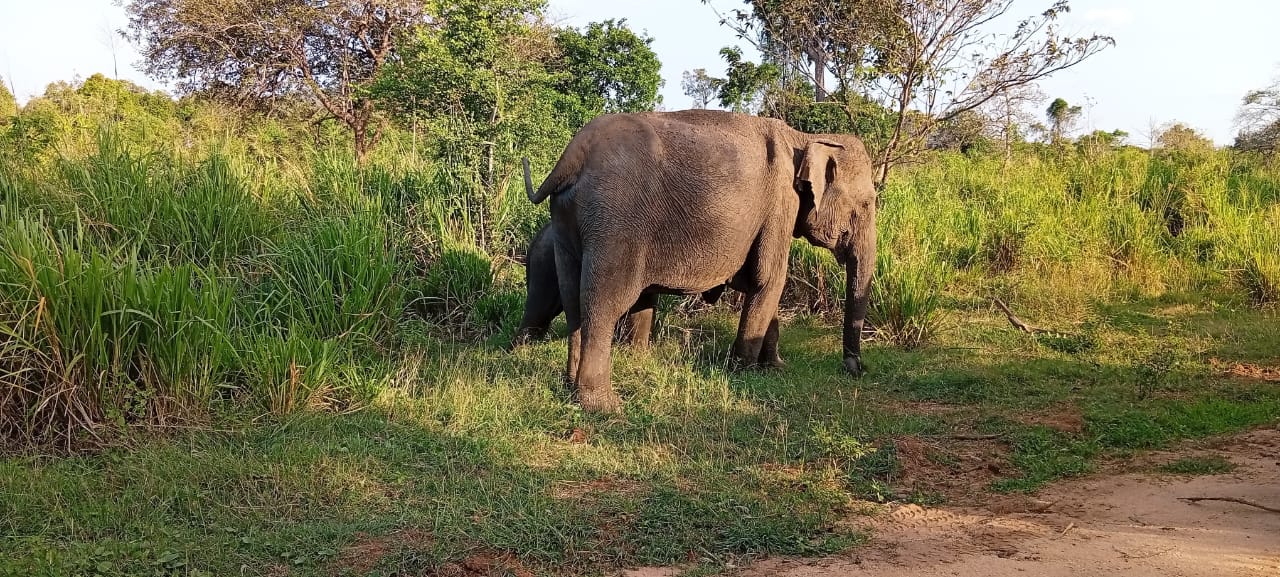 Local Safari Team Care