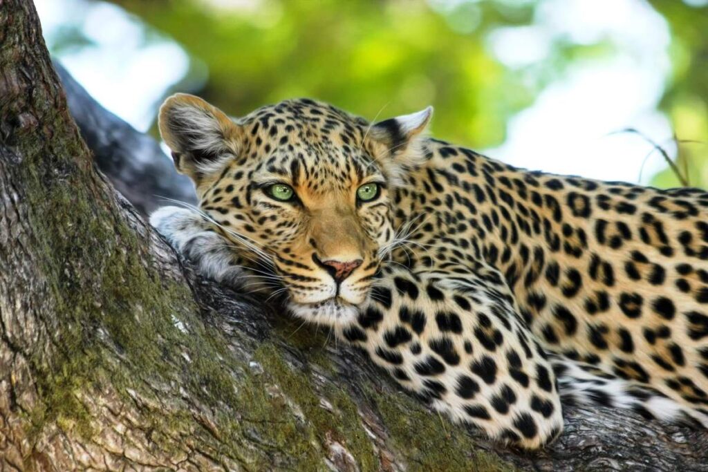 Go Sri Lanka Safari guide navigating national park