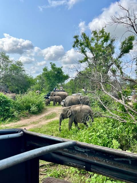 4x4 Elephant Safari