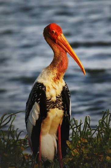 Painted Storks